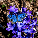 Large Blue Butterfly Enamel Pin