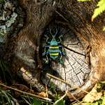 Schoenner's Blue Weevil Enamel Pin