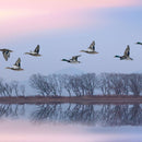 Pink Sky Over Ducks Wall Art