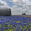 Texas Bluebonnets Wall Art