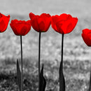 Five Red Tulips Wall Art