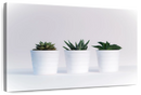 Three Succulents Wall Art