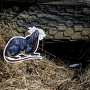 Black Rat Life-sized Patch