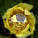 Rubber Ducky Isopod Enamel Pin
