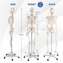Medical School Human Anatomy Class Life-size Skeleton Model