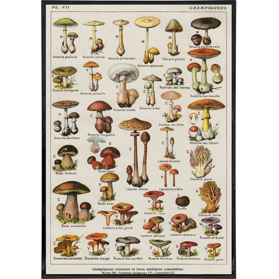 Vintage Mushrooms by Millot Print