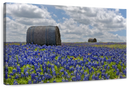 Texas Bluebonnets Wall Art